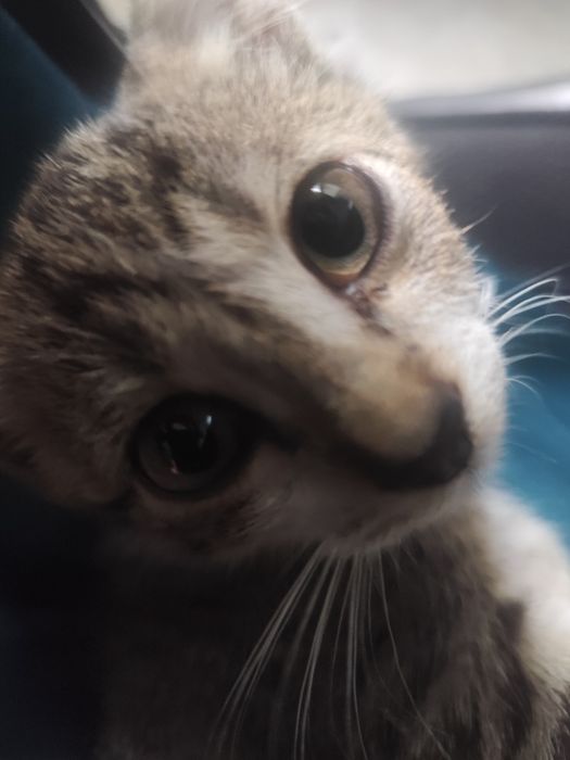 Віддам маленького котика