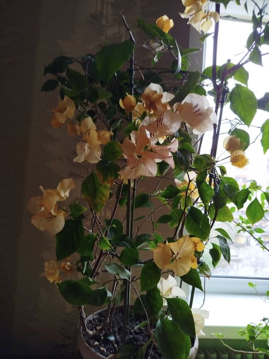 Продам домашнi квiти