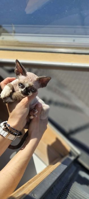 Kocurek Devon Rex do rezerwacji