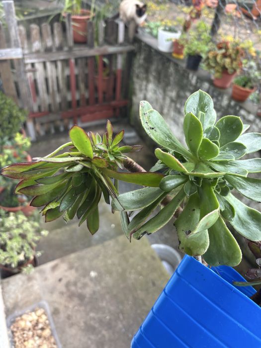 Vendo varios tipos de plantas/suculentas