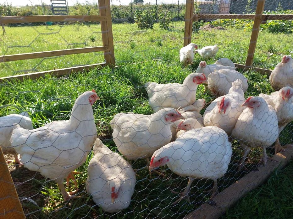 Kurczaki brojlery tusza