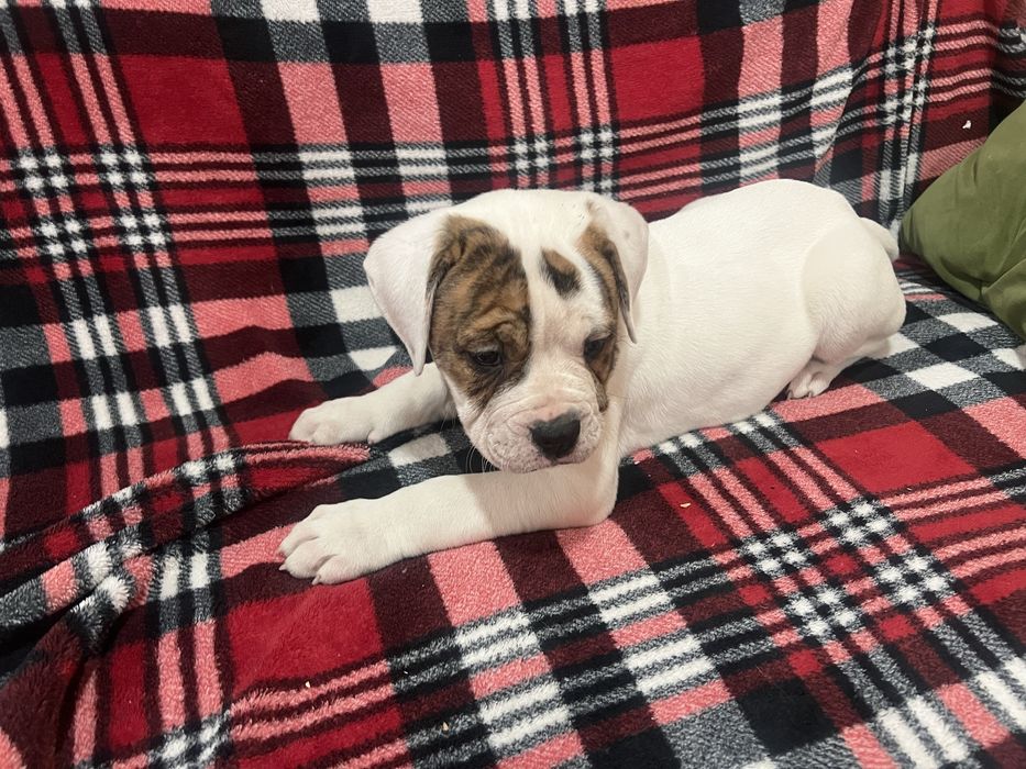 Американський бульдог