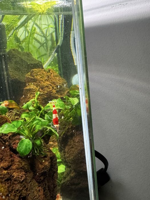 Camaroes caridina Crystal Red
