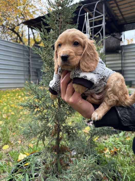 Маленькі руденькі дітки з паспортом