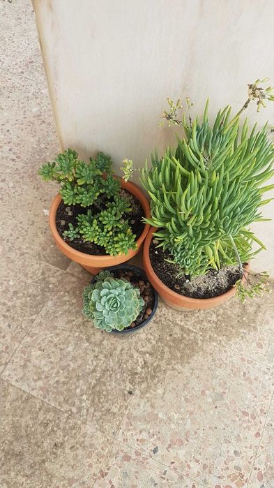 Plantas lindas com anos.oprtunidade