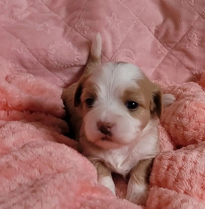 2 szczeniaki suczka samiec