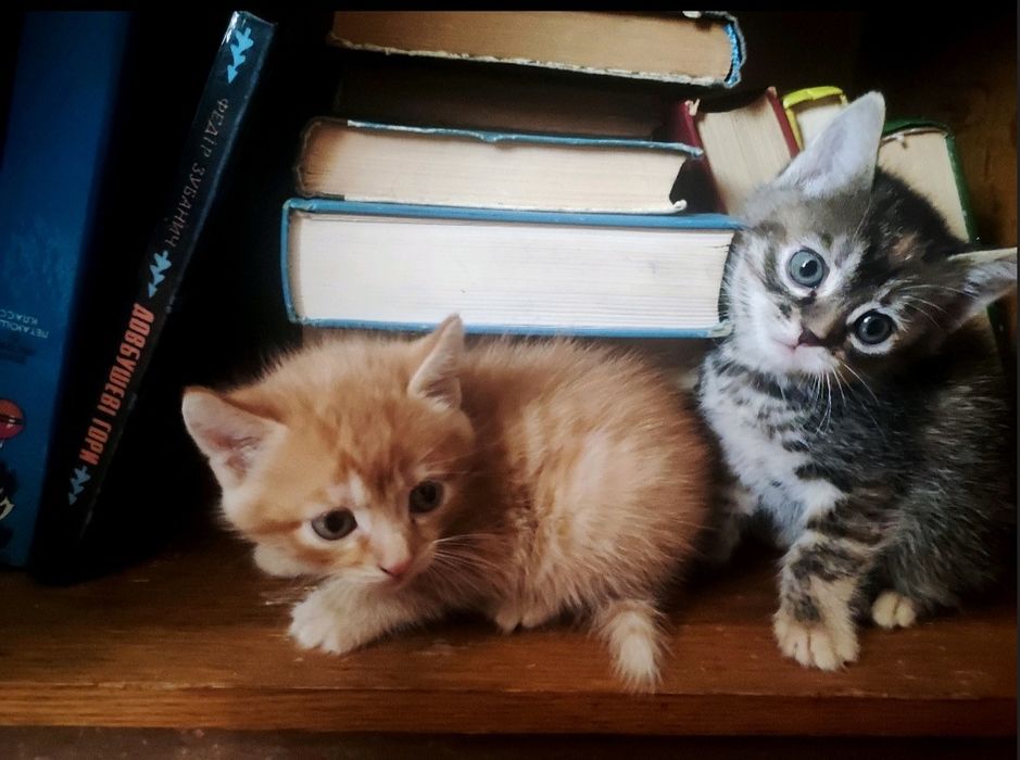 Отдам котят в хорошие руки
