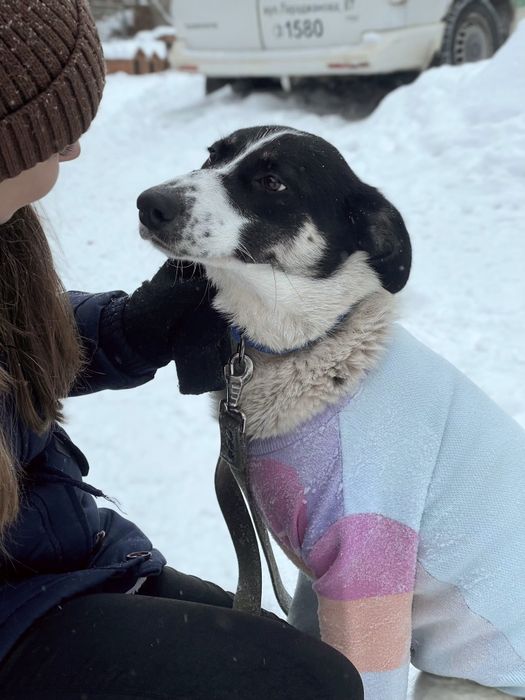 Собака Ніка, безкоштовно в добрі руки