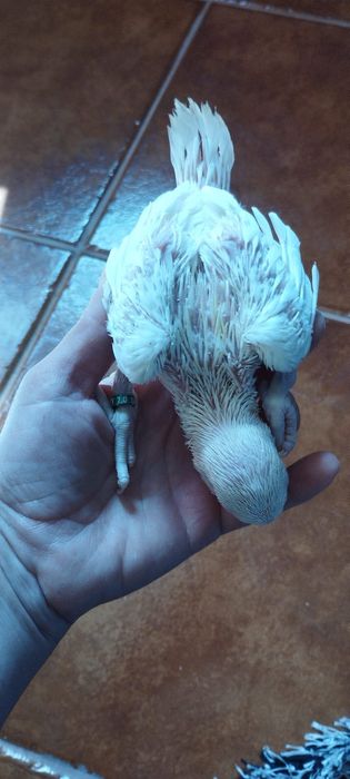 Ring necks criados a mão aves muito mansinhas tem várias cores