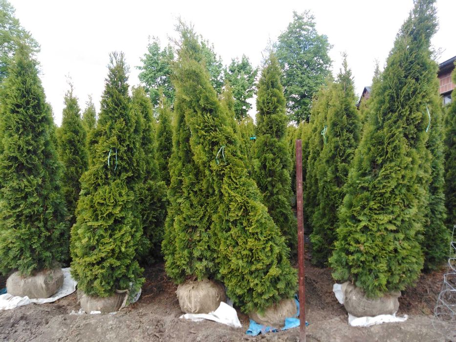 Tuja Szmaragd  220 - 320 cm tuje