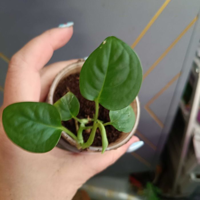 monstera acacoyaguensis