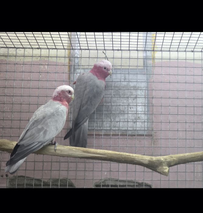 Cacatua  galah casal