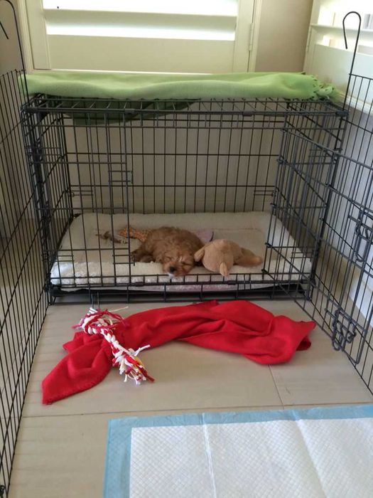 Клітка для собак ВСІ РОЗМІРИ, клетка переноска вольер для собак Польша