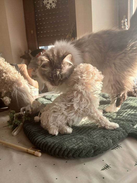 Pudel biały  miniatura/toy