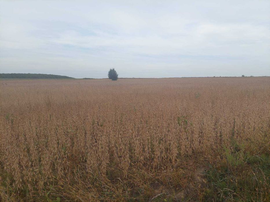 (5)   Продам ділянку в с. Лука-Мелешківська 6470