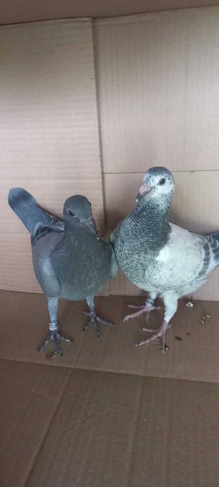 Młode gołębie pocztowe