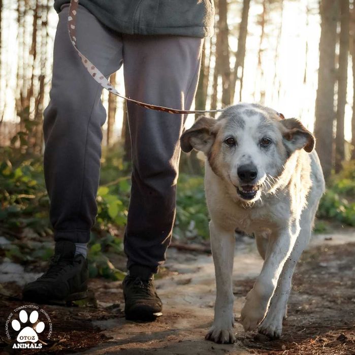 Przemiła sunia Nelcia do adopcji!