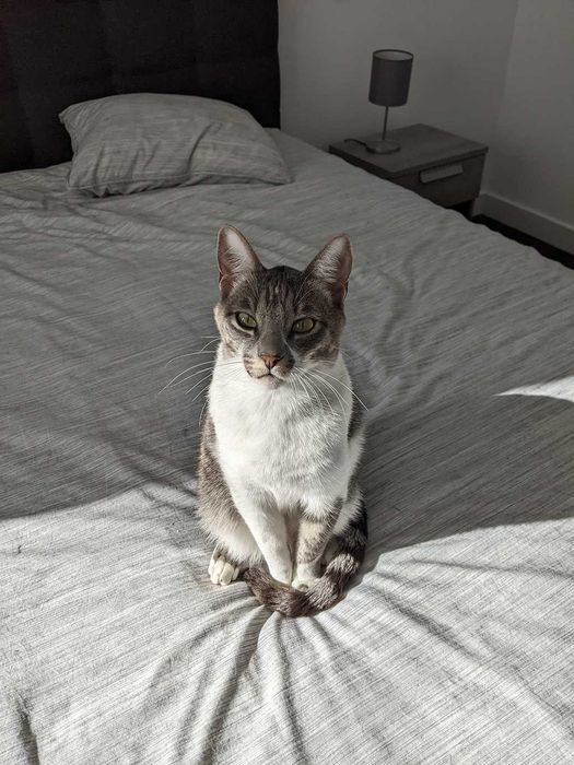 Inseparable 6-year-old pair looking for a loving home with a garden