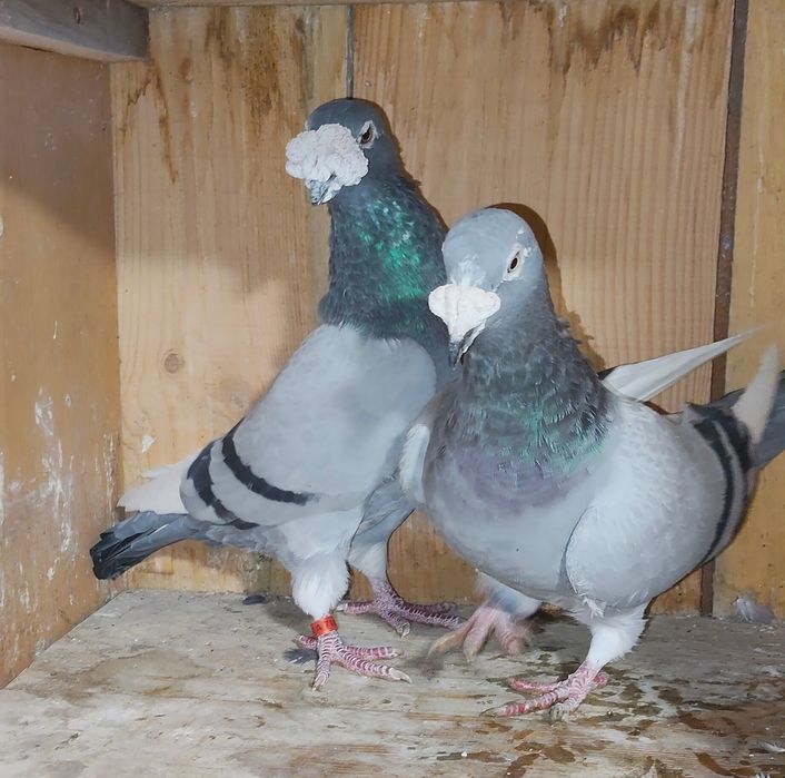Gołębie staropolskie