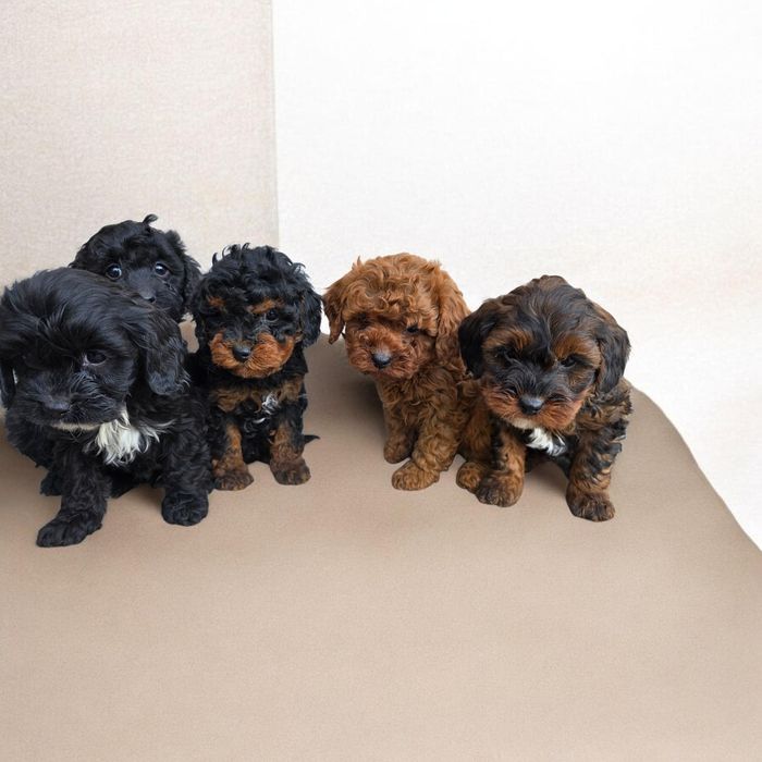 Cavapoo f1b piesek
