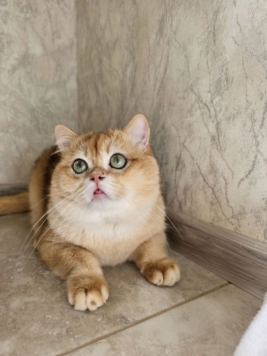 Котята Британские Золотые Шиншиллы