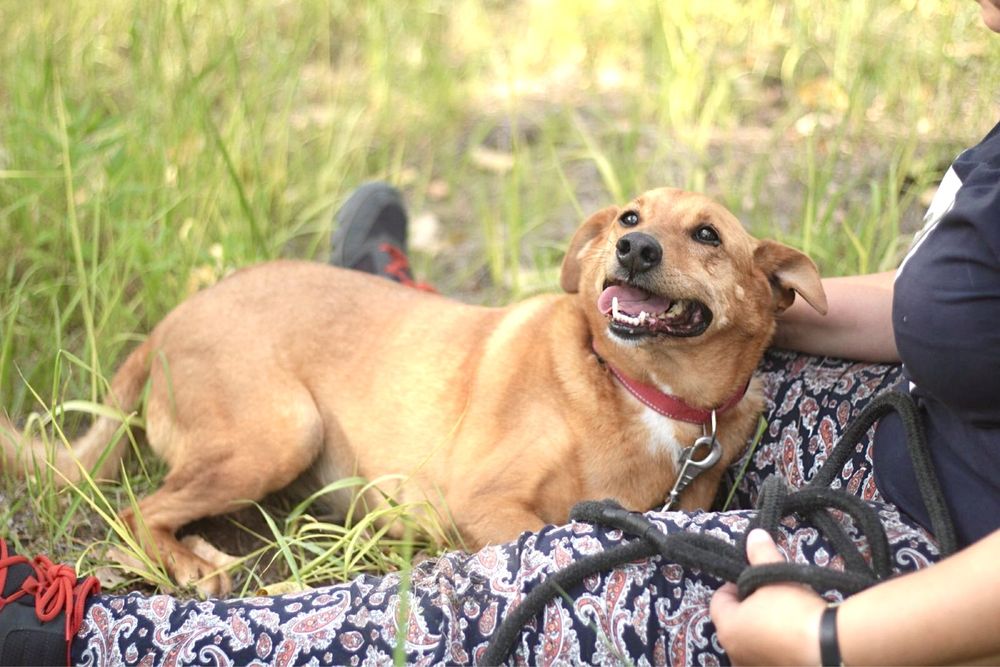Uśmiechnięty, wesoły i przyjazny Twiściu szuka domu!