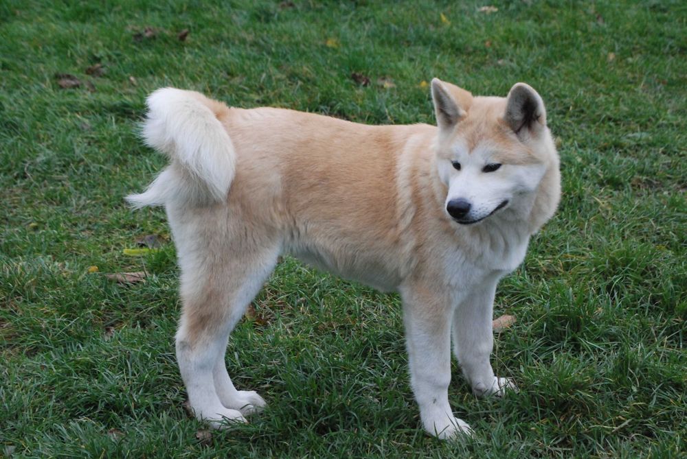 akita inu szczeniaki w Twojej okolicy? Sprawdź kategorię Psy rasowe - Main Image