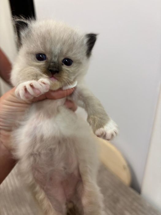 Ragdoll PIĘKNY Kot  ,,Hary"  FIFE FPL