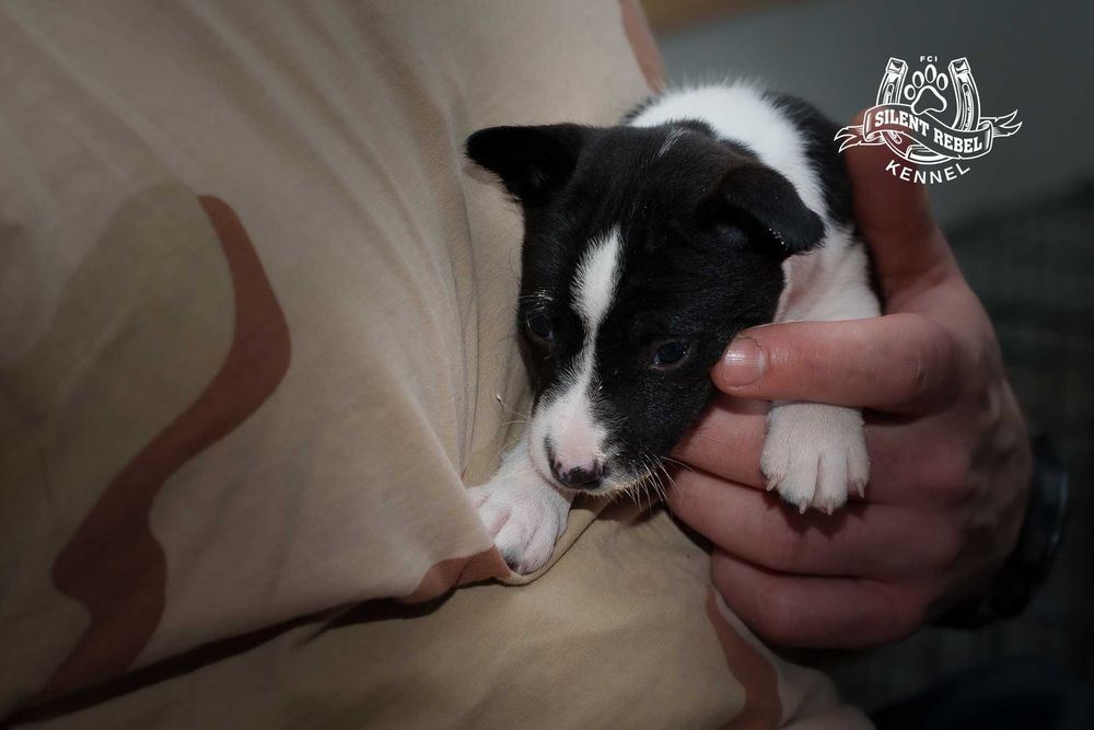 Szczenię suczka basenji FCI