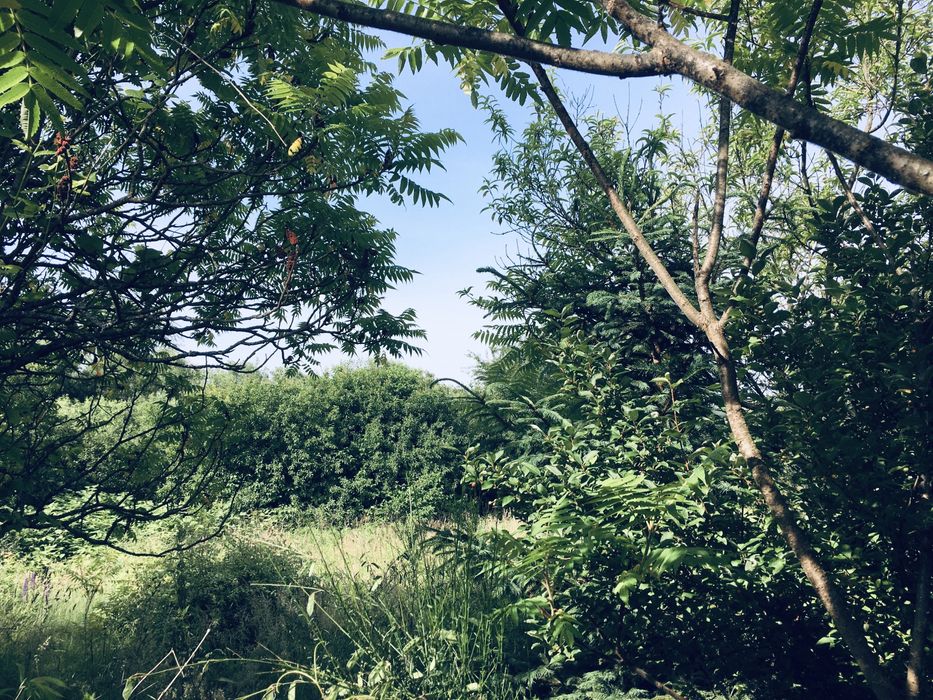 Земельна ділянка в Лісі 18сот. с.Вишнів, 10км.- Луцьк