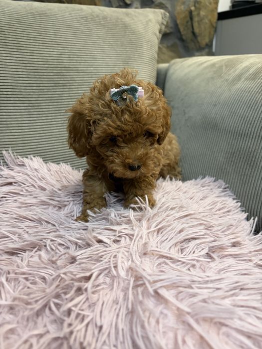 Pudelek toy red malutka suczka