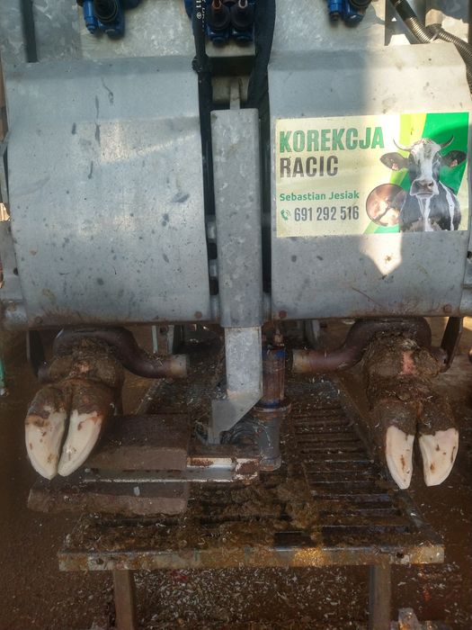Korekcja racic u bydła