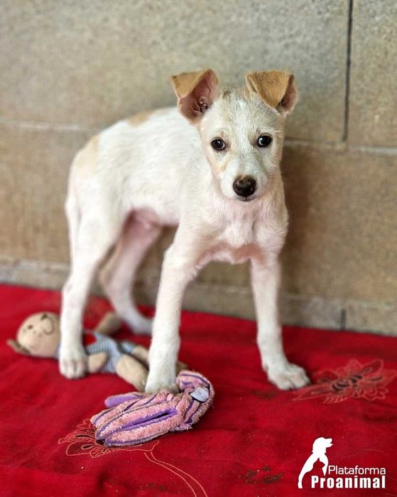 MARFIM - Cãozinho Bebe para Adoção