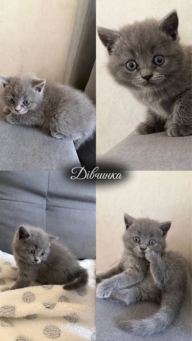 Британські короткошерстні , чистокровні котинята, голубого окрасу