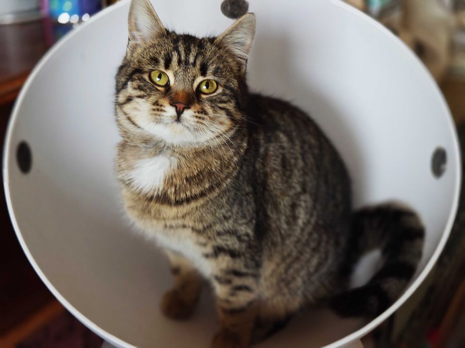 Лагідна мілашна киця Пуся (5м) дуже хоче мати люблячий дім! Кішка