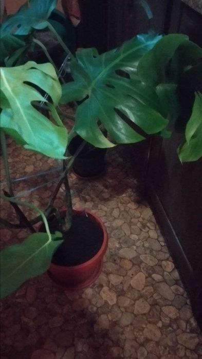 Монстера,отличное украшение для дома,офиса