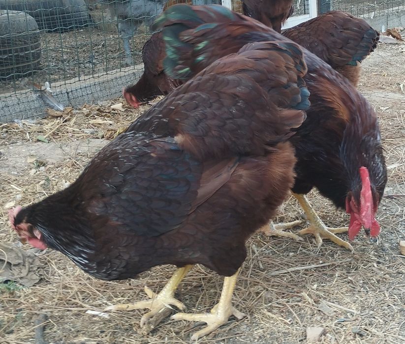 Ovos para incubação