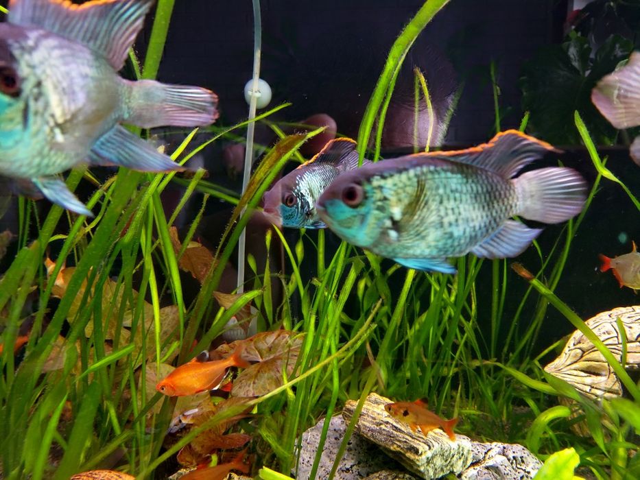 Akary Electric  Blue