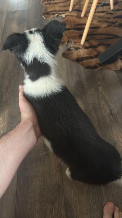 Терміново. Бордер коллі . Залишились два хлопчика