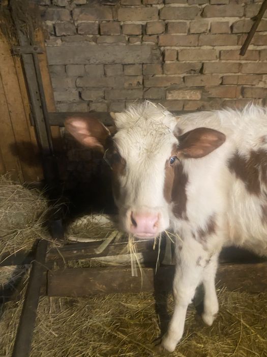 Продам телицю 6 місяців