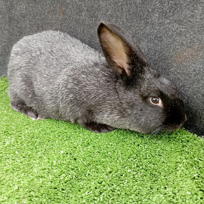 Кролі.Кролиці . Полтавське срібло. Крілики