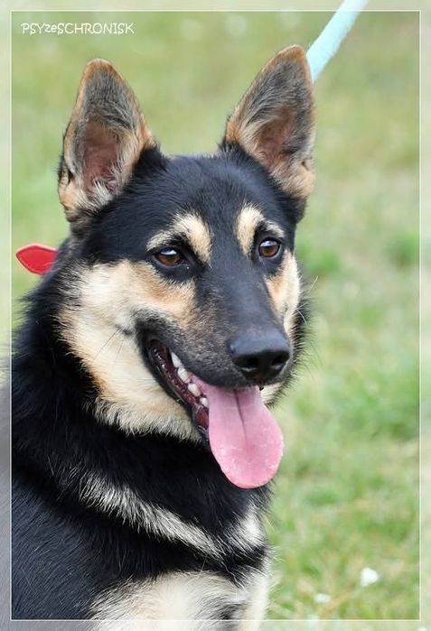 Malutki psi ideal do adopcji