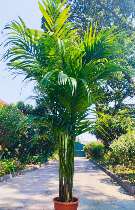 Palmeiras int/ exterior Kentia ou Howea forsteriana