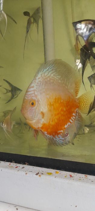 Paletka Pigeon Red white  14cm samiec . Wysyłka