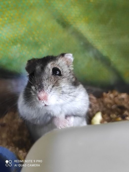 хомяки джунгарики