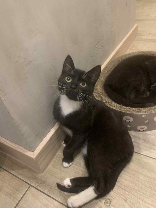 2 koteczki do oddania do dobrych domów