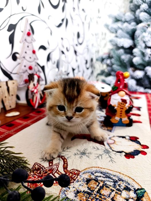 Продається Дівчинка Золота Шиншила