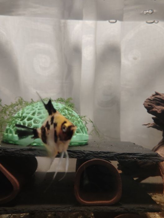 Escalares koi 9cm