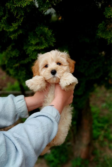 Справжній хлопчик мальтіпу ф1.  Не линяє.