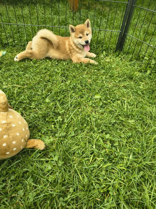 Shiba Inu piesek